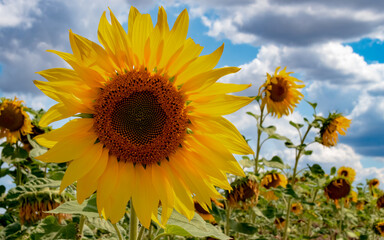 Insect, farmland, Germany - The bloom of a bright yellow blooming sunflower in a field near Marburg, on a sunny day in summer.