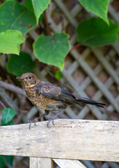 Close up of Juvenile Young Blackbird brown feathers perched on wooden surround