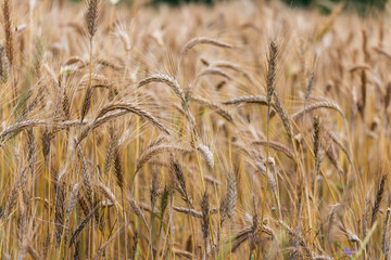 rye field