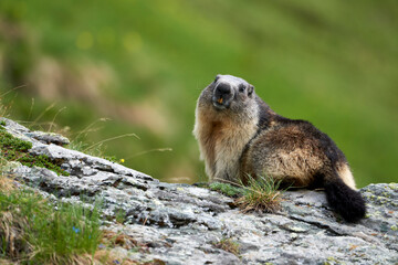 Alpenmurmeltier,  Marmota marmota , Mankei, Murmel