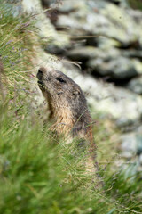 Alpenmurmeltier,  Marmota marmota , Mankei, Murmel