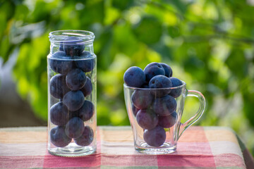 Fresh plums in jars prepared for canning