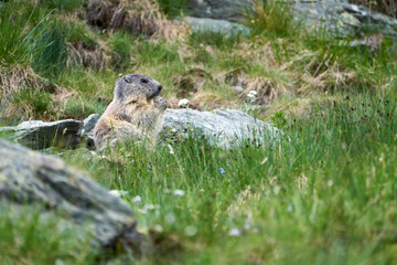 Alpenmurmeltier,  Marmota marmota , Mankei, Murmel