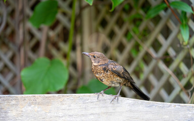 Close up of Juvenile Young Blackbird brown feathers perched on wooden surround
