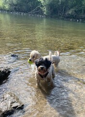 zwei hunde im wasser