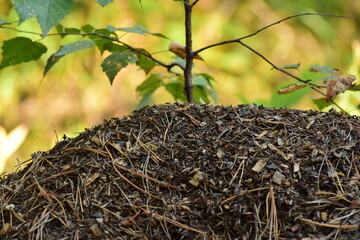 A huge anthill in Lapland, Finland