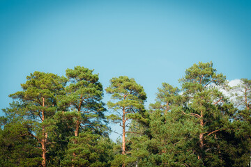 Green oak leaves against a blue sky. Up view on branches of treetop with beautiful lush foliage tree crown on a clear azure sky in on a sunny summer day. Oak Tree concept background
