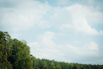 Green oak leaves against a blue sky. Up view on branches of treetop with beautiful lush foliage tree crown on a clear azure sky in on a sunny summer day. Oak Tree concept background