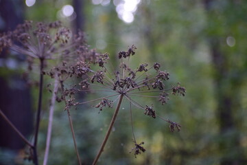 Old dry dill selective focus