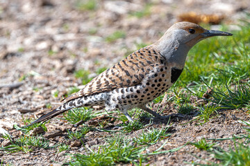 Northern or Common Flicker (Colaptes auratus)