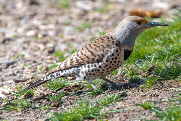 Northern or Common Flicker (Colaptes auratus)