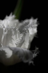 Tulipe Blanche

