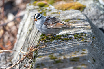 White Crowned Sparrow (Zonotrichia leucophrys)