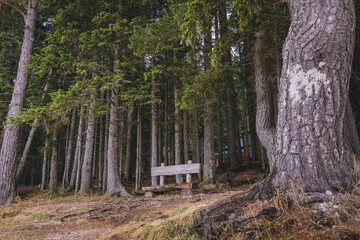 Wooden bench in the green forest