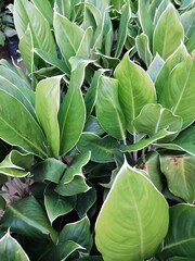 green leaves background