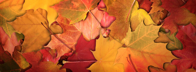 Colorful maple leaves fall panoramic background	
