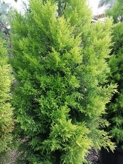 forest in the morning