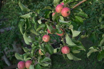 Ripe juicy beautiful red apples grow on the branches of a fruit tree on a background of green leaves.