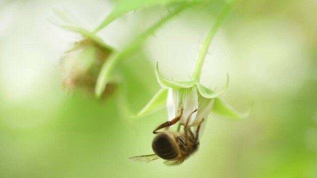 Honey bees on flower pollination macro shot slow motion 4k