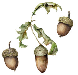 Watercolor autumn set with acorn and leaves. Hand painted rustic card isolated on white background. Floral illustration for design, print, fabric or background. © yuliya_derbisheva