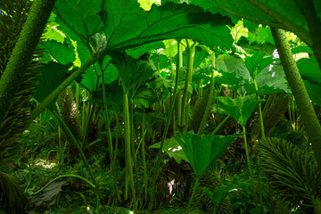 Underneath a colony of Giant Rhubarb Gunnera manicata