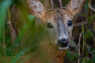 Extreme closeup of  a roe deer buck in the bushes