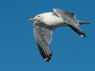 seagull in flight