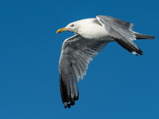 seagull in flight