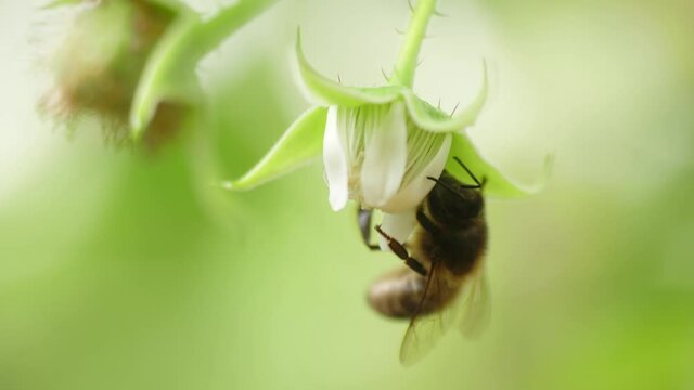 Honey bees on flower pollination macro shot slow motion 4k