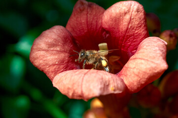 A honey bee climbs out of a red tekoma flower, photo color, noon