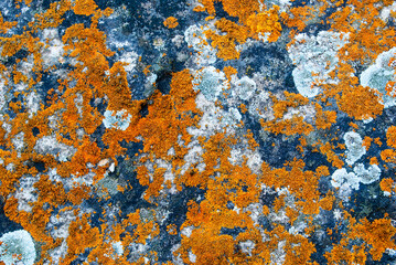 Lichens grow on the surface of the stone (lat. Xanthoria elegans). Different types of lichens of different colors. Background.