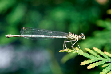 green dragonfly sitting on a fir branch