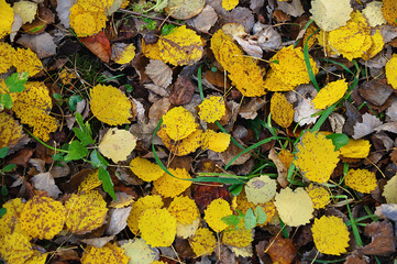 Background from autumn foliage underfoot in forest outdoors.