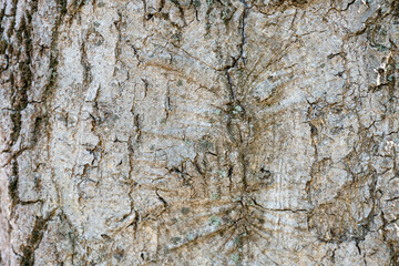 Rough tree bark texture with moss background