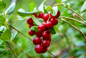 Ripe lingonberries (Vaccínium vítis-idaéa) hang from branches in the wild forest. Red ripe lingonberries in autumn. Berry picking, environmentally friendly.