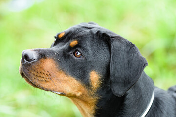 Rottweiler