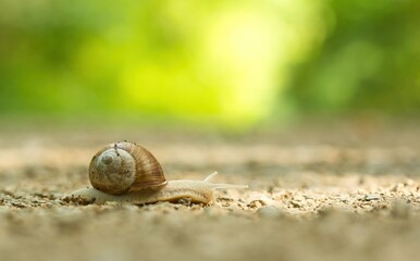 Edible Snail isolated in the forest on a path, Helix pomatia