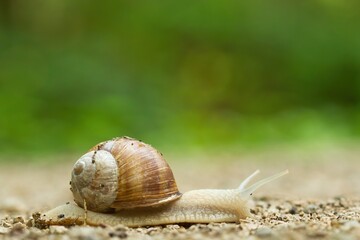 Nahaufnahme einer Weinbergschnecke im Wald auf einem Weg isoliert, Helix pomatia