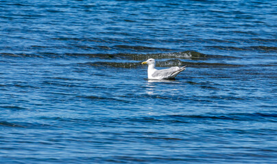 Seagull In Shollows