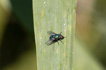 green gold fly sits on a green leaf covered with dew