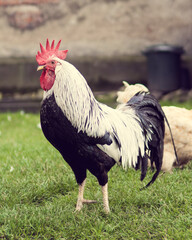 Kogut Polski. © Mateusz