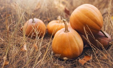 Different shape orange pumpkins on the dried grass. Autumn vegetables harvest, copy space.