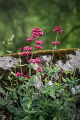 Wild flowers growing on old wall