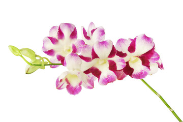 Purple Dendrobium Orchid Flowers Isolated on White Background