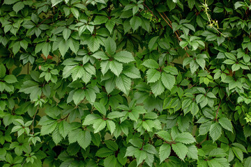 green leaves background, wall twined with green leaves of girlish grapes, eco background