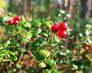 red berries on a branch