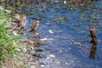 House Sparrow (Passer domesticus), Bangor, Northern Ireland, UK