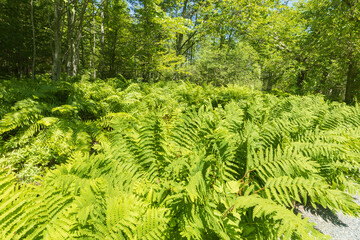 ferns in the forest