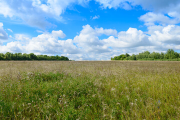 Summer landscape with field, forest and clouds in the blue sky