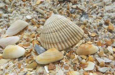 Beautiful seashells on the beach in Atlantic coast of North Florida, closeup